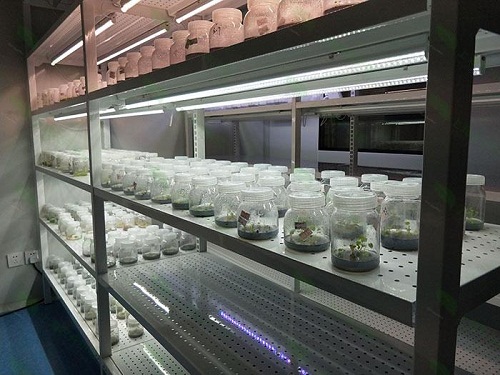 务川植物组织培养实验室设计建设方案